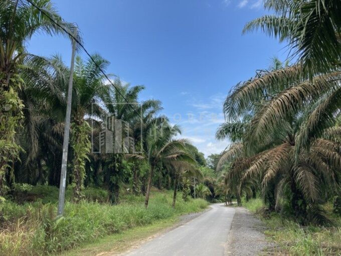 Oil Palm Plantation at Jalan Pei Yuan Selatan, Sungai Moyan, Batu Kawa For Sale